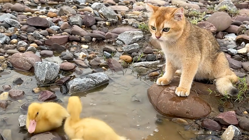 ヒナ達を見守る子猫