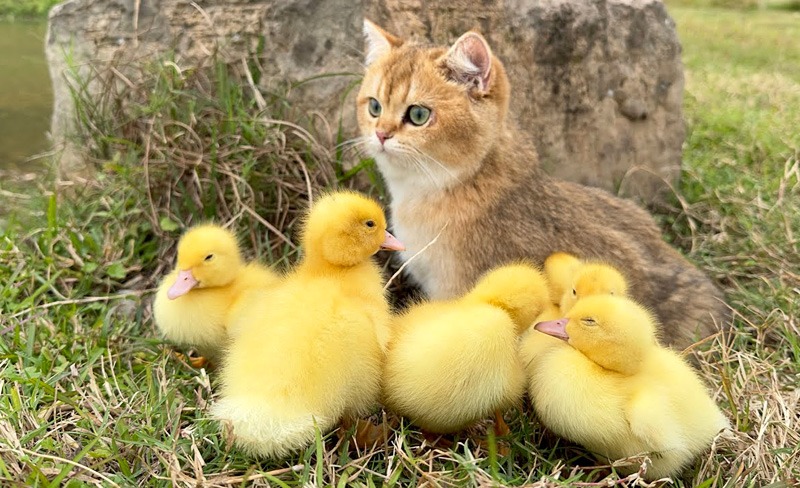 アヒルのヒナと冒険する子猫