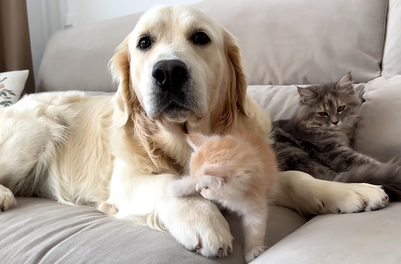 新入り子猫が気になる先住犬