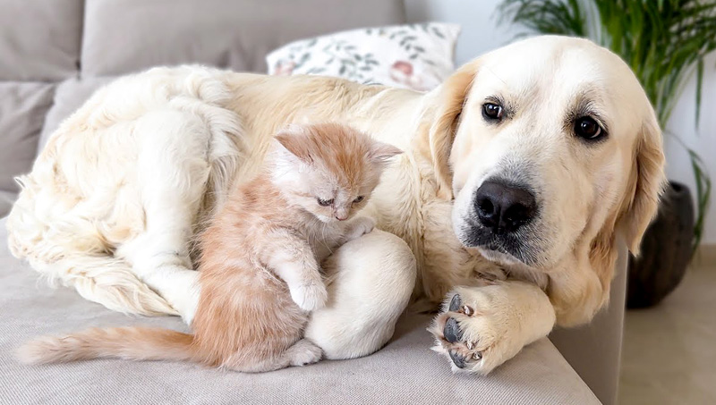 新入り子猫に戸惑う先住犬