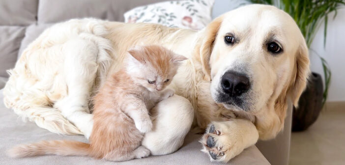 新入り子猫に戸惑う先住犬