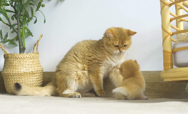 同居猫と子猫