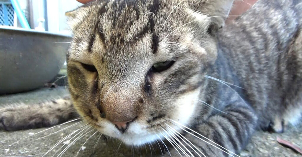 mamusi_cat_title-1024x534.jpg
