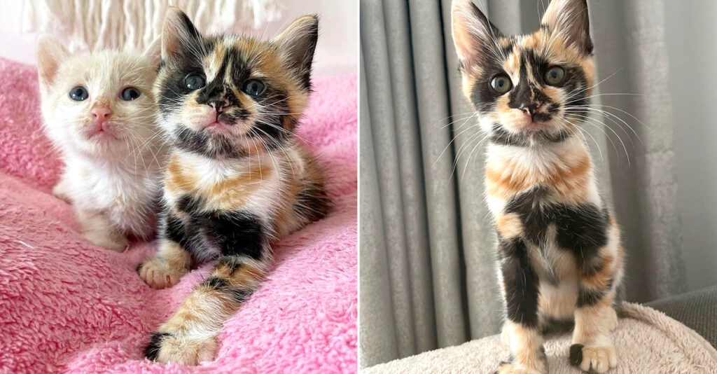 路上で助けを求めていたところを保護された珍しい柄の三毛子猫。2ヶ月 