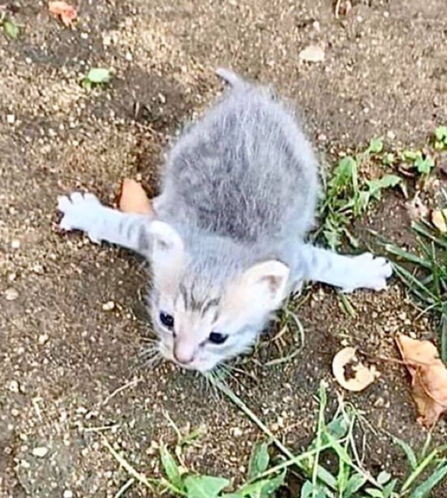 前足が開いた子猫