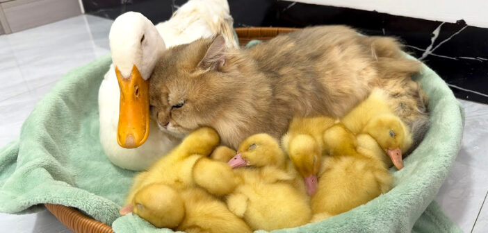 寄り添う猫とアヒルとヒナ達