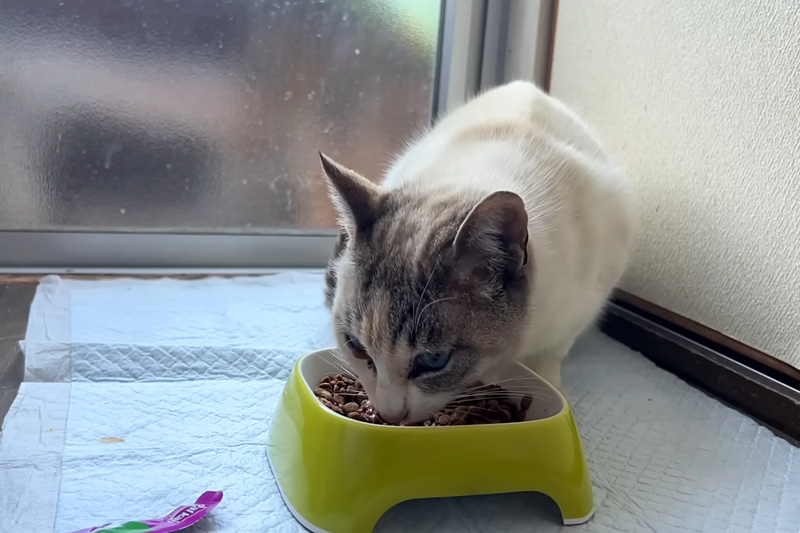 ご飯を食べる猫