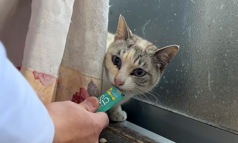 ちゅ〜るを食べる猫