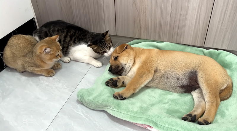 子犬からベッドを取り返そうとする猫達