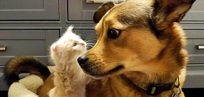 犬と子猫