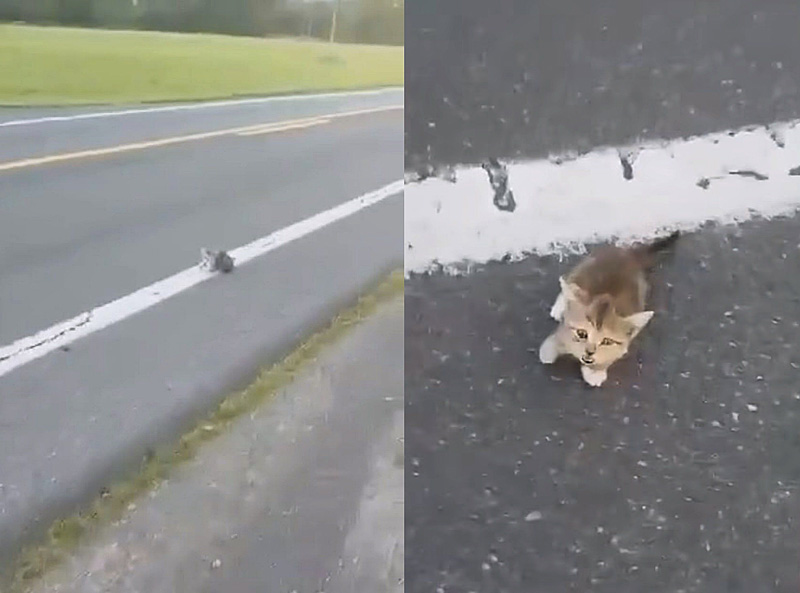 車道にいた子猫