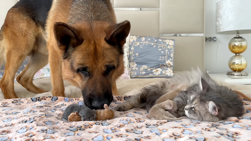 子猫達が気になるシェパード