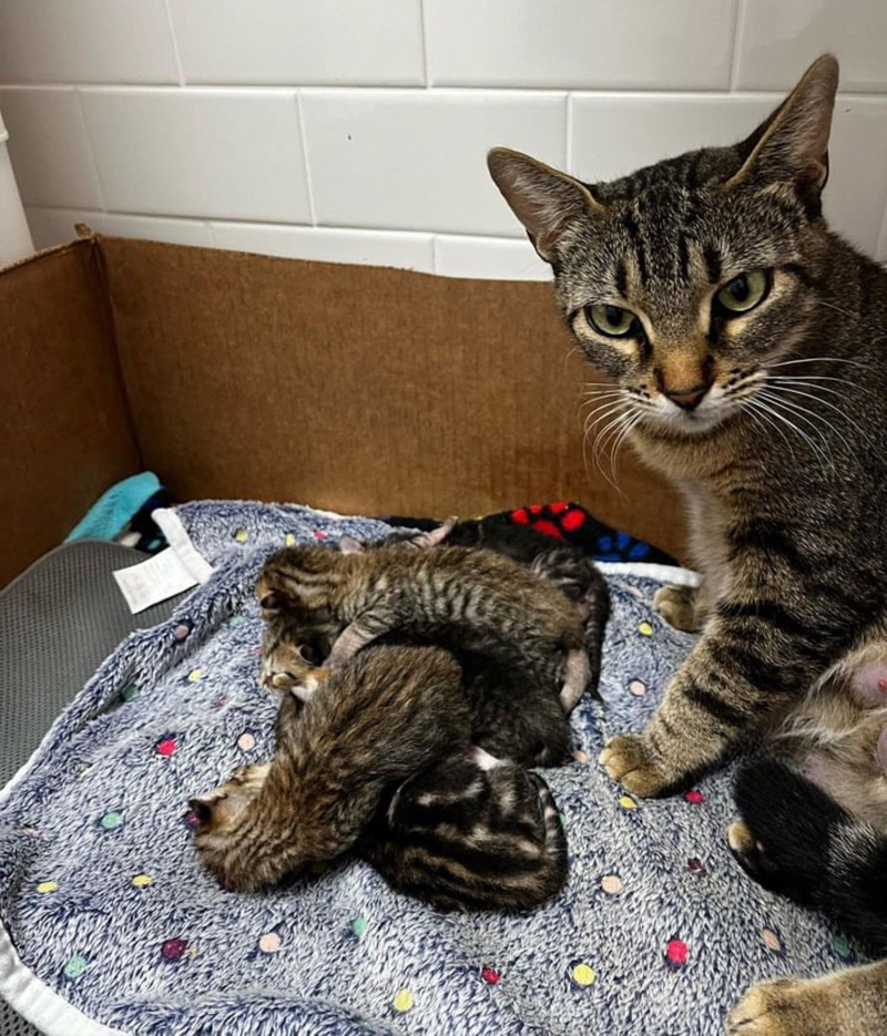 子猫達を見守る母猫