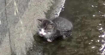 水路に落ちてしまった子猫