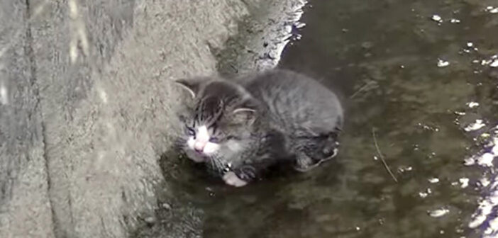 水路に落ちてしまった子猫