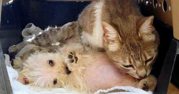 母猫と子犬