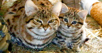 動物園でクロアシネコの赤ちゃんが誕生！ その愛らしい姿がみんなの心をとりこに (*´ω｀*)♡