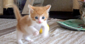 頑張って階段を登りきった子猫ちゃん。満足そうに去って行く姿が 頑張って階段を登りきった子猫ちゃん。満足そうに去って行く姿が
