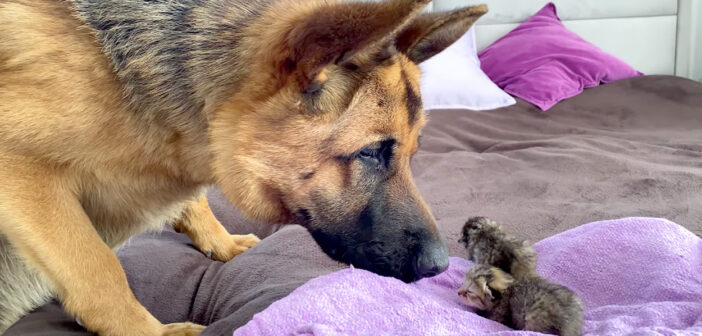 子猫達が気になる犬