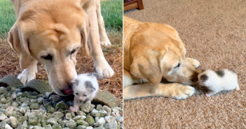 犬と子猫