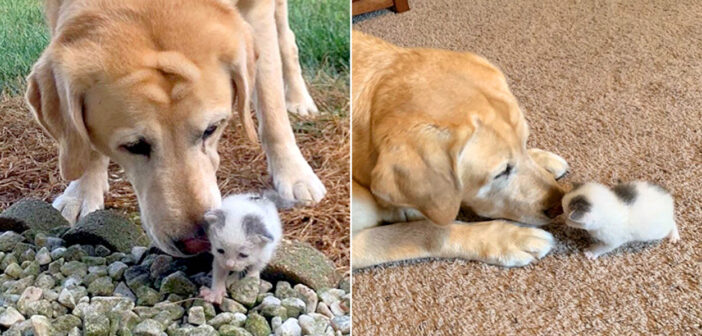 犬と子猫