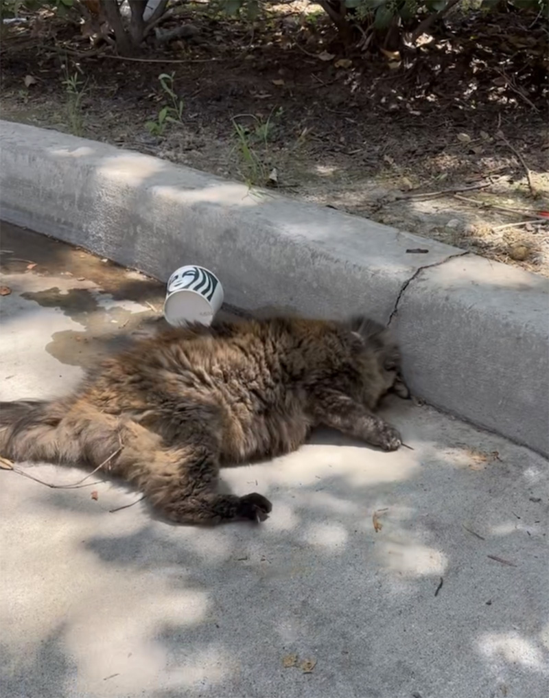 ドライブスルーで横たわっていた猫