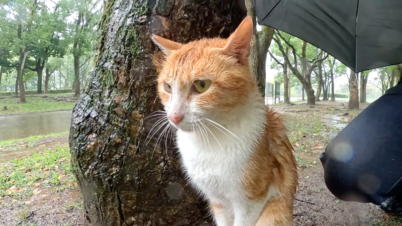 ゲリラ豪雨を男性と耐える猫