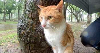 ゲリラ豪雨を男性と耐える猫