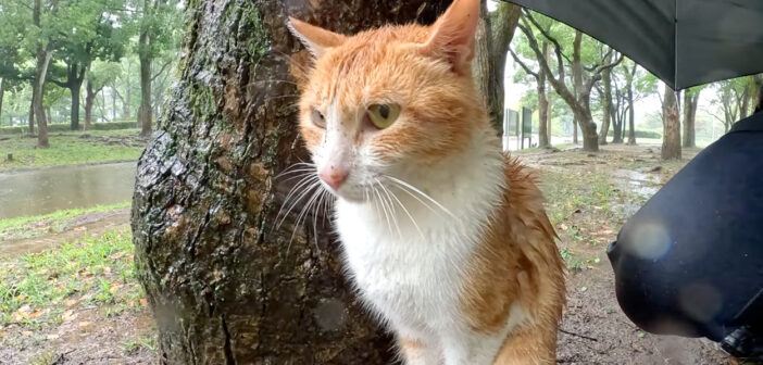 ゲリラ豪雨を男性と耐える猫