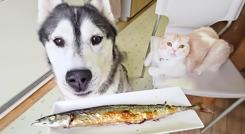 さんまが気になる犬と猫