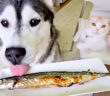 さんまを初めて食べる犬と猫