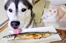 さんまを初めて食べる犬と猫