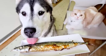 さんまを初めて食べる犬と猫