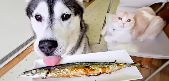 さんまを初めて食べる犬と猫