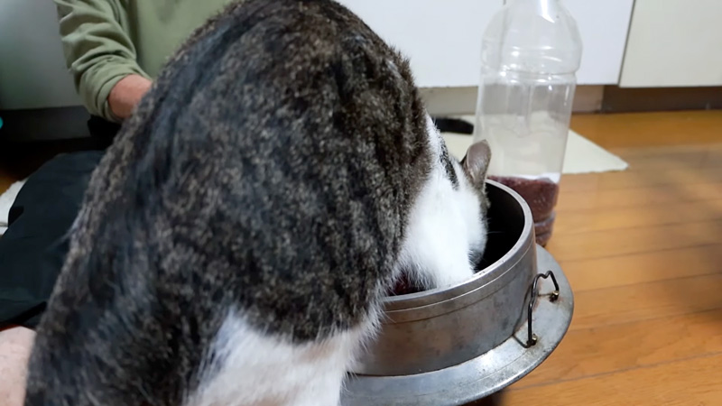 小豆を混ぜる猫