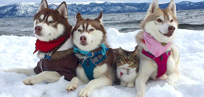 ハスキー犬と猫