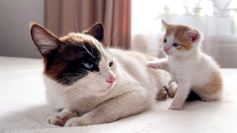 父猫にかまって欲しい子猫