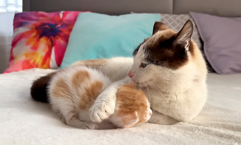 父猫に取り押さえられた子猫