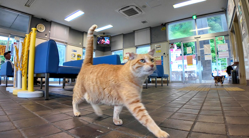 駆け寄ってきた猫