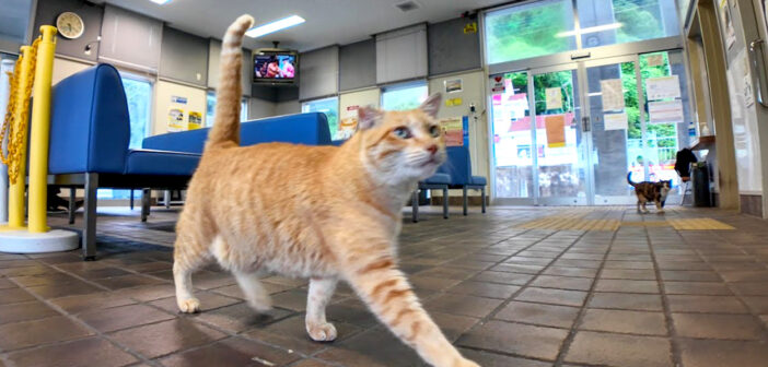 雨の日にフェリーの切符売り場に行くと… お客さんが来なくて寂しそうにしていた猫さんが駆け寄ってきた (*´ｪ｀*)