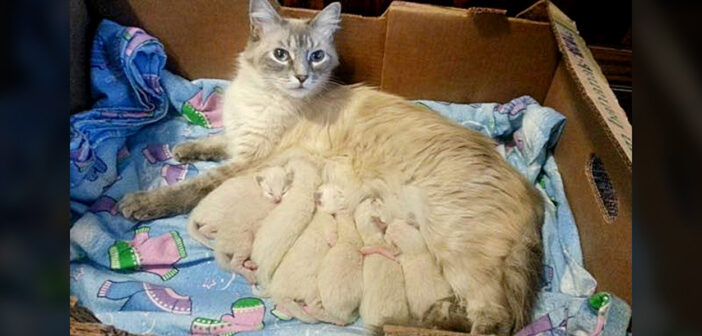 母猫と子猫達