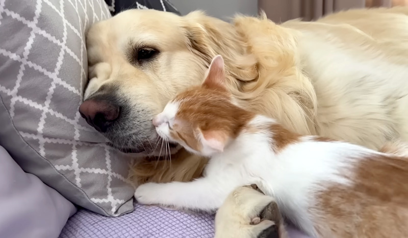 犬にグイグイ行く子猫