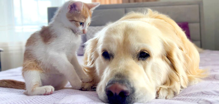 犬が大好きな子猫