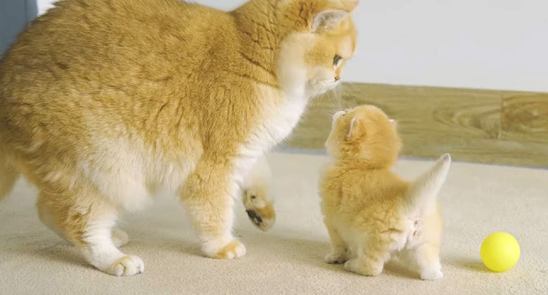 先住猫と仲良くなりたい子猫