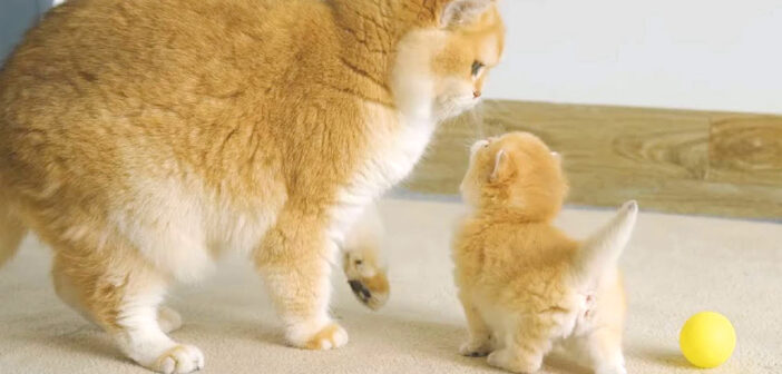 先住猫と仲良くなりたい子猫