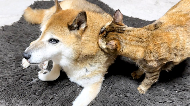 犬に突進する猫