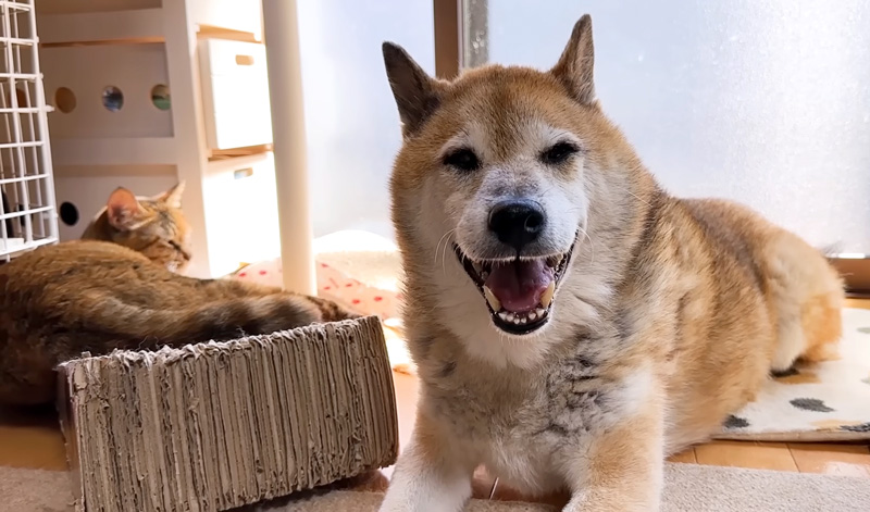 猫のそばに行く犬