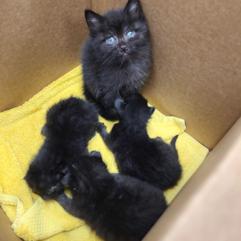 赤ちゃん猫達を見守る子猫