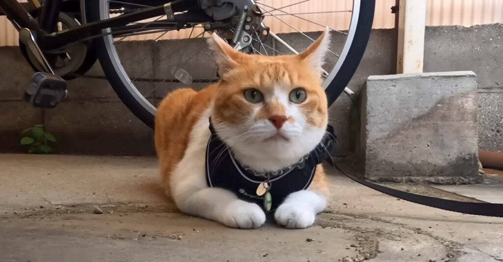 大好きなお母さんに置いて行かれた猫さん。無事にお母さんと再会すると