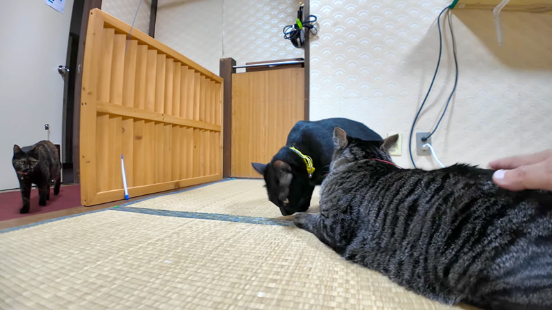 部屋に遊びにきた旅館の猫